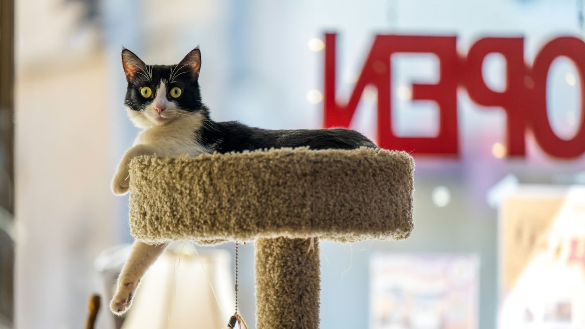 Corey Collins moves his pet businesses to Coral Springs to provide better nutrition and dental care for dogs and cats