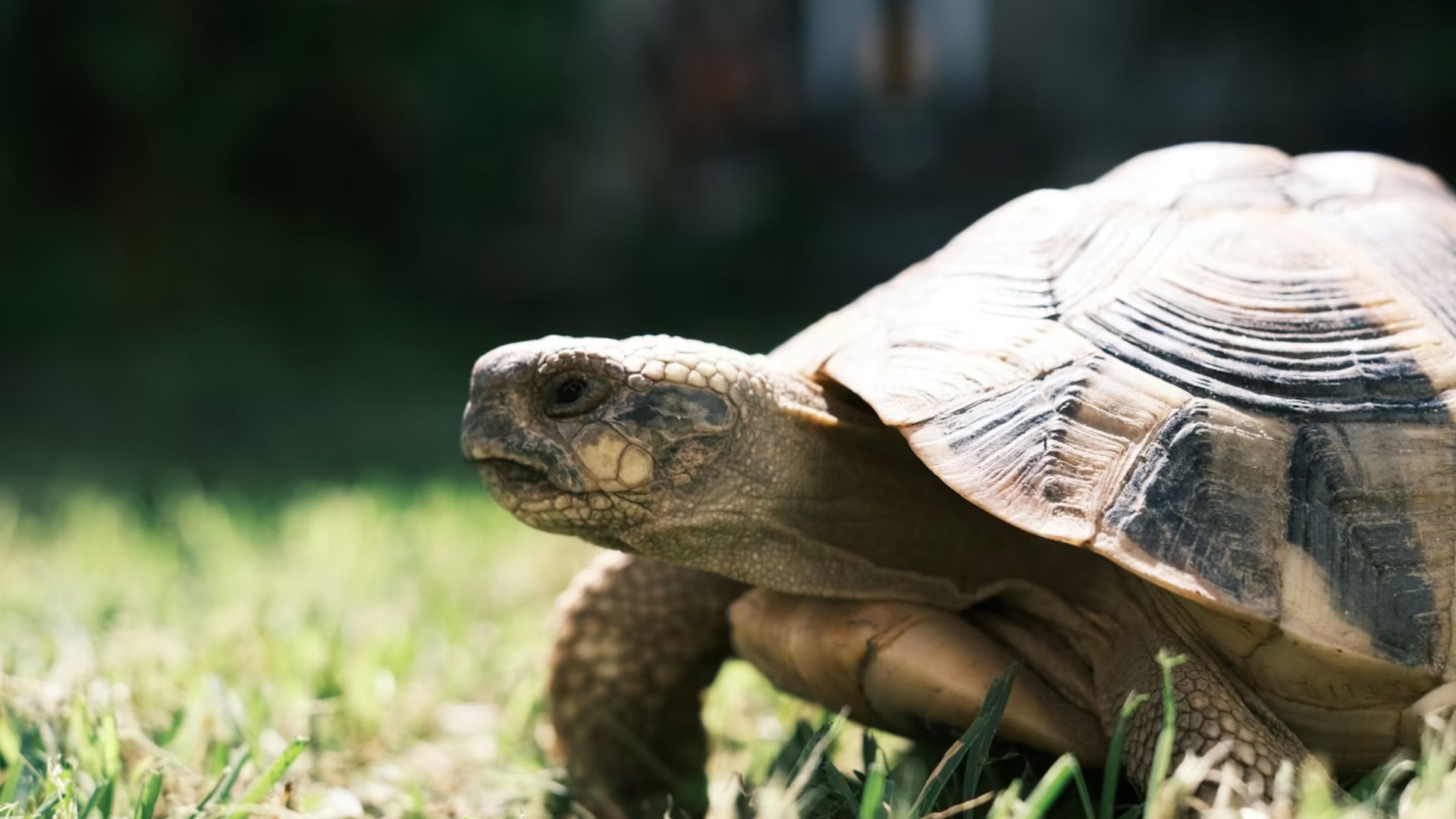 Former Coral Springs Mayor Roy Gold to lead free guided nature tour of Sandy Ridge Sanctuary on May 2 for residents and guests