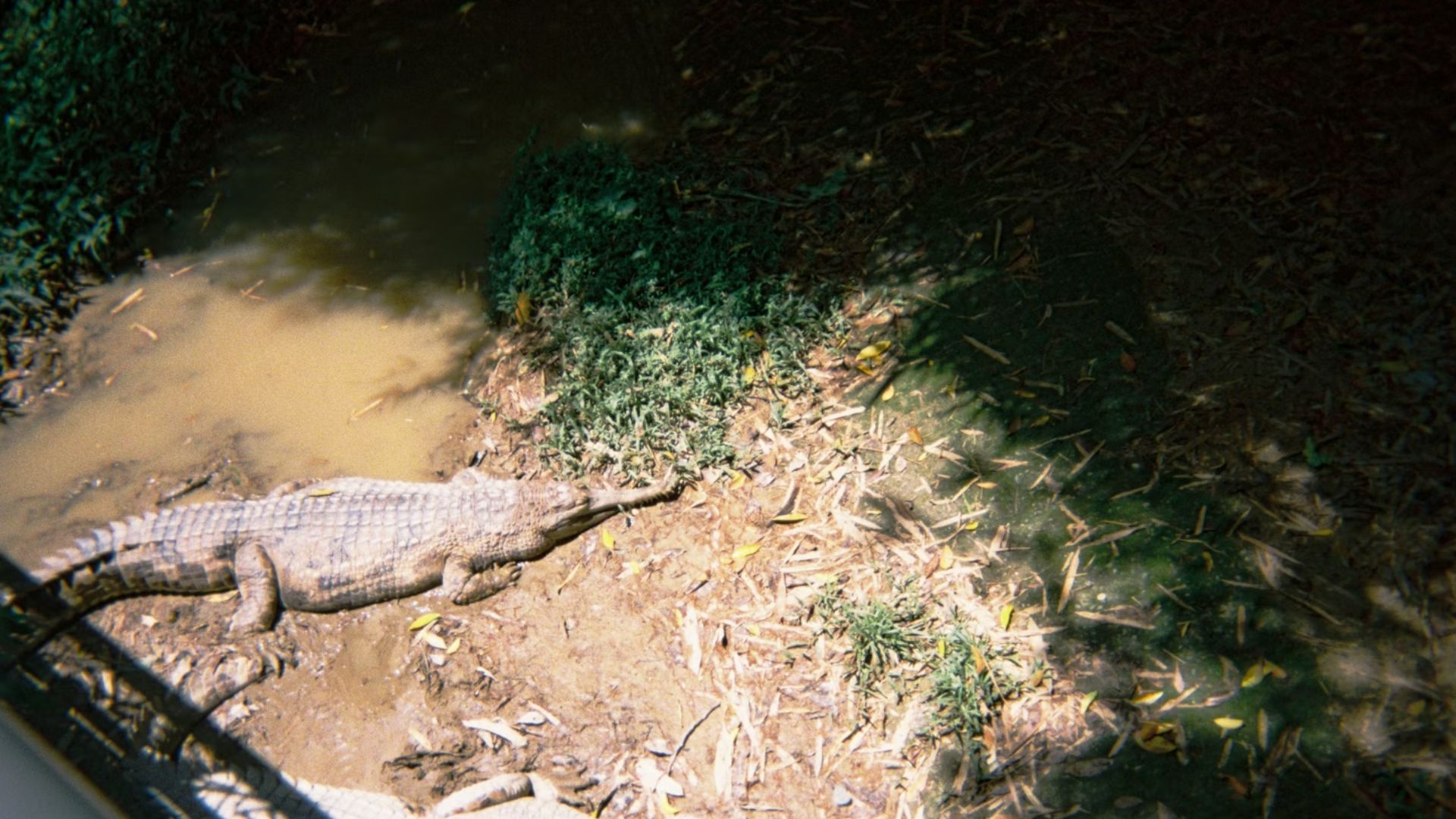 What Coral Springs residents need to know about alligator mating season as wildlife officials warn of increased activity, nesting behavior, and safety precautions across South Florida parks and waterways
