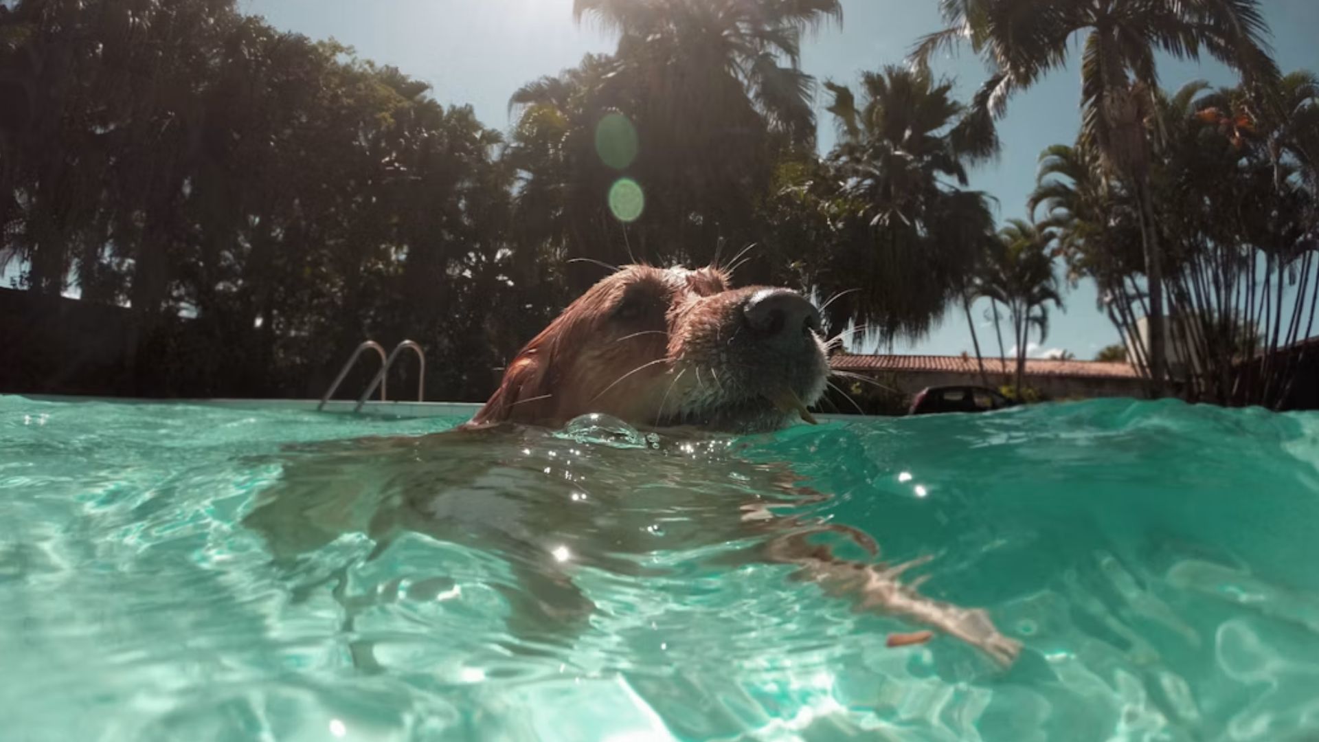 Broward Animal Care urges residents to protect pets during dangerous summer heat