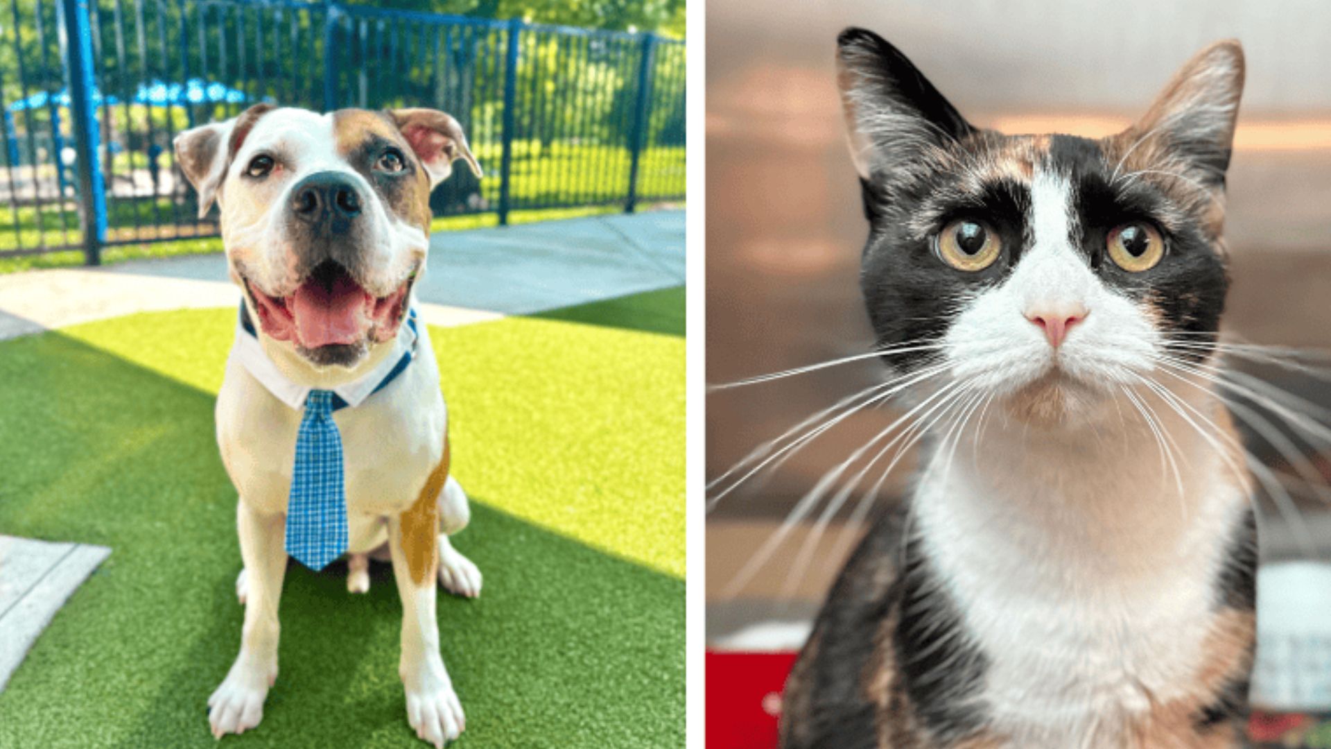 Droopy the playful bulldog mix and Stella the affectionate calico search for forever families at Broward Animal Care
