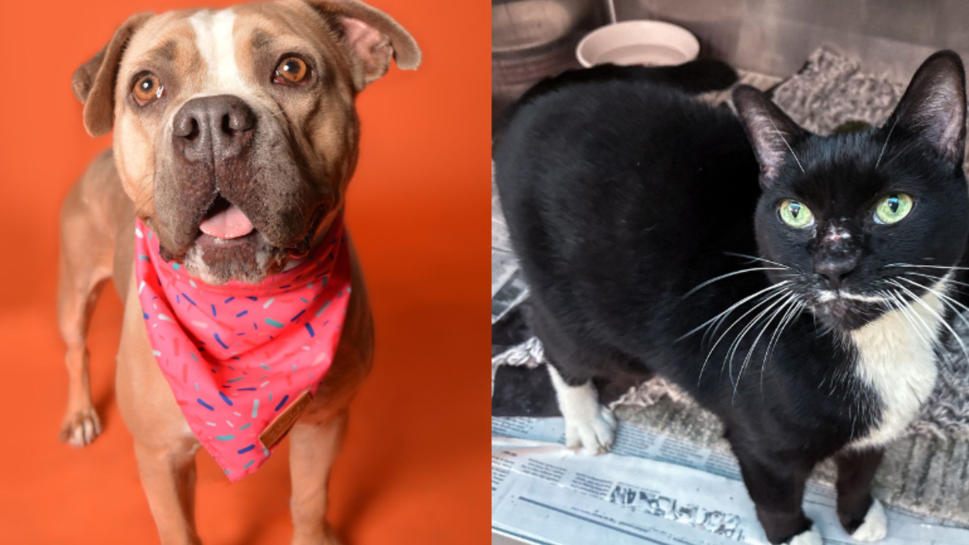 Chiffon and Samantha continue waiting at Broward County Animal Care for loving families and forever homes