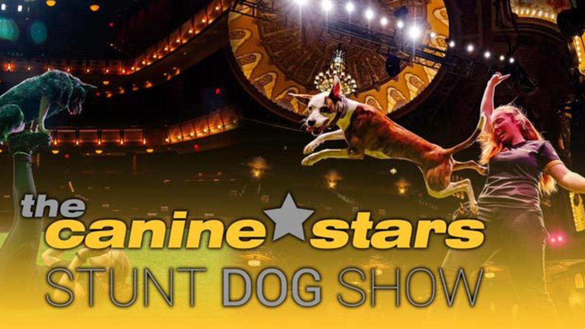 Rescue dogs take center stage as The Canine Stars bring high-energy stunt show to Coral Springs this November
