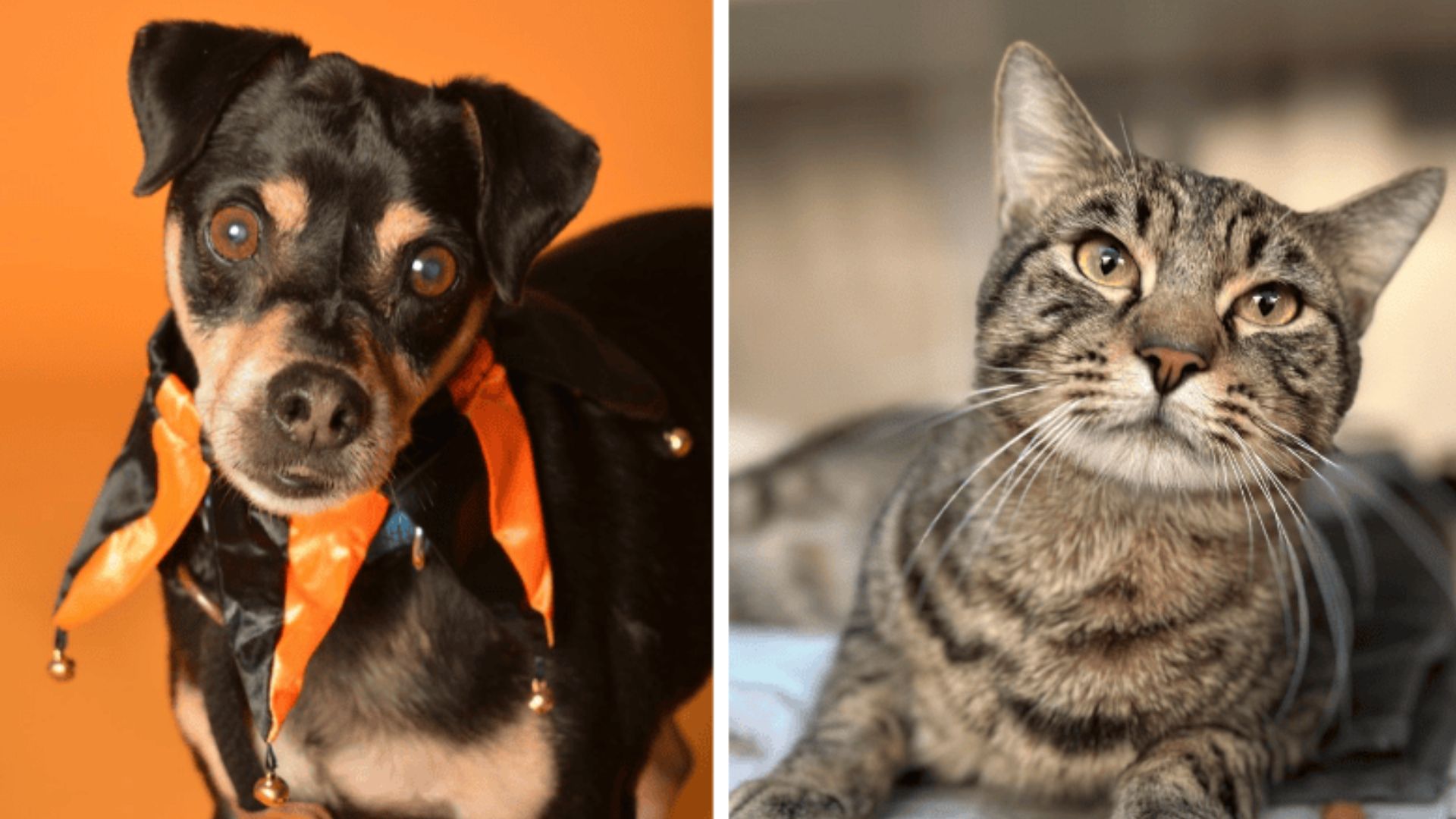 Wally the cuddly cat and Hugo the senior dog are waiting for loving homes in Broward County